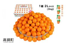 ＜“厳選”完熟きんかん「たまたま」2L×3kg 1箱＞2025年1月下旬～2月下旬迄に順次出荷 金柑 柑橘 果物