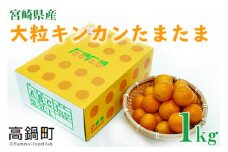 ＜宮崎県産【2024年数量限定】大粒 キンカン たまたま 化粧箱 1kg＞ ※2024年1月中旬～2月末迄に順次出荷します。