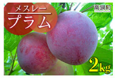 〈宮崎県高鍋産プラム 2kg〉2023年6月上旬～6月下旬迄に順次出荷 すもも メスレー 果物 フルーツ 果実
