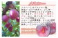 〈宮崎県高鍋産プラム 2kg〉