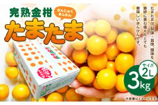 ＜完熟金柑たまたま 2L 3キロ＞※2024年1月中旬～2月中旬迄に順次出荷 金柑 果物 フルーツ 完熟 キンカン 金柑