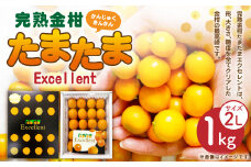 ＜完熟金柑たまたまエクセレント 2L 1キロ＞※2024年1月中旬～2月中旬迄に順次出荷 果物 フルーツ 完熟 厳選 金柑 キンカン