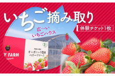 ＜いちご摘み体験チケット 1枚＞※入金確認後、翌月末迄に出荷します。 いちご フルーツ チケット 体験