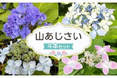 ＜山あじさい 4本セット＞2024年10月上旬～2025年6月下旬迄に順次出荷
