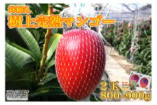 ＜鉢植え樹上　完熟マンゴー 2玉＞2024年5月上旬～6月下旬迄に順次出荷