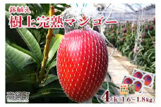 ＜鉢植え樹上　完熟マンゴー 4玉＞2024年5月上旬～6月下旬迄に順次出荷