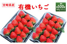 ＜宮崎県産 有機いちご250g×2パック＞※入金確認後、2025年1月～3月迄に順次出荷します。