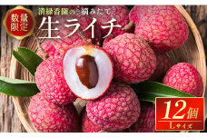 『数量限定』『期間限定』清緑香園の摘みたて「生ライチ」12個 宮崎県産 先行予約【C235】