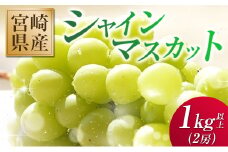 先行予約 人気の種なしぶどう！シャインマスカット 2房 計1kg以上 宮崎県産 2025年出荷【A256-25】