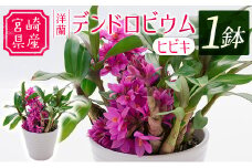 洋蘭の一種 デンドロビウム（ヒビキ）1鉢 ※お届け期間：2024年6月～10月【B515】