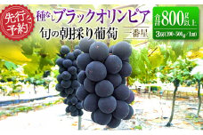 先行予約 旬の朝採り種なし葡萄［ブラックオリンピア（一番星）］合計800g以上（3房）ご自宅・ご家庭用 2025年出荷【B646】