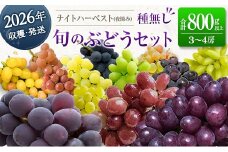 ［ご自宅・ご家庭用］ブドウ 2026年収穫・発送 ナイトハーベスト(夜摘み)『旬の種無しぶどうセット』 合計800g以上 3～4房 希少 人気 ブドウ フルーツ 果物【B668-26】