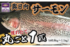 清らかな水と寒暖差の大きな山地の気候で大切に育てられた「奥日向サーモン」　魚 海鮮 サーモン 完全無投薬 刺身  刺身 人気 ふるさと 海鮮食品 魚介類 魚介 お正月 お歳暮 宮崎県 西米良村