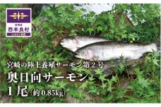 奥日向サーモン 1尾 贈答　ギフト　お祝い　生食用　海鮮　魚介　完全無投薬　カルパッチョ　刺身　宮崎　西米良村