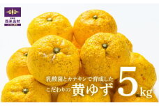 【2024年11月より順次発送】黄柚子 5kg　有機栽培　かんきつ　柑橘　ユズ　ゆず　宮崎県　西米良村