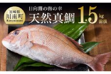 『日向灘の海の幸』 天然真鯛 （活き締め） 【 魚介類 鮮魚 魚 鯛 タイ 】