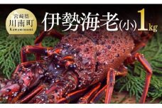 担当者厳選！ 伊勢海老(小)1.0kg（5～9尾） 【 伊勢えび 魚介類 いせえび 海産物 宮崎県産 国産 】