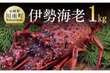 担当者厳選！ 伊勢海老1.0kg（2～5尾） 【 伊勢えび 魚介類 いせえび 海産物 宮崎県産 国産 】