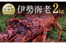 担当者厳選！ 伊勢海老2.0kg（2～8尾） 【 伊勢えび 魚介類 いせえび 海産物 宮崎県産 国産 】