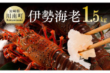 伊勢海老1.5kg（2～5尾） 【 魚介 伊勢海老 イセエビ 】