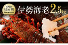 伊勢海老2.5kg（5～9尾） 【 魚介 伊勢海老 イセエビ 】