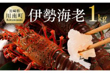 伊勢海老1kg（2～4尾） 【 魚介 伊勢海老 イセエビ 】