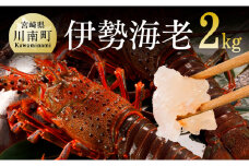 伊勢海老2kg（5～8尾） 【 魚介 伊勢海老 イセエビ 】