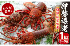 先行予約≪数量限定≫伊勢海老(計1kg) えび 魚介 海鮮 国産_T013-001
