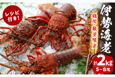 先行予約≪数量限定≫伊勢海老(計2kg) えび 魚介 海鮮 国産_T013-002