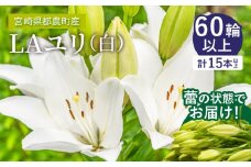 【2週間以内発送】≪期間限定≫LA ユリ(白) 約15本  生花 切花 百合 国産_T045-0041