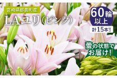 【2週間以内発送】≪期間限定≫LA ユリ(ピンク)約15本 ゆり 切花 百合 国産_T045-0051