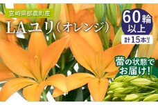 【2週間以内発送】≪期間限定≫LA ユリ(オレンジ) 約15本 生花 切花 百合 国産_T045-0071