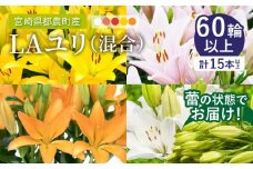 【2週間以内発送】≪期間限定≫LA ユリ(混合) 約15本 生花 切花 百合 国産_T045-0081
