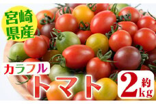 ＜期間限定＞カラフルトマト食べ比べセット(約2kg)国産 宮崎県産 とまと 野菜 サラダ 黄色 オレンジ みどり 紫 アイコ 赤 セレブスイート【KT-2】【K.TFarm】