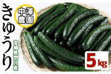 宮崎県産きゅうり(5kg)野菜 やさい 旬 新鮮 サラダ キュウリ 胡瓜 冷蔵 宮崎県産【NS-1】【中澤農園】