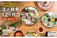 【北海道・離島配送不可】＜定期便・全12回(連続)＞旬の鮮魚(12ヶ月コース)お刺身 お刺し身 魚介 海鮮 漬け丼 ブリ ぶり ヒラメ 真鯛 シマアジ カンパチ マグロ まぐろ サーモン ヒラメ ハマチ お楽しみ コンシェルジュ【UZ-09】【請関水産】