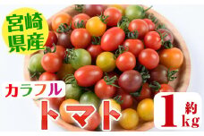＜期間限定＞カラフルトマト食べ比べセット(約1kg) 国産 宮崎県産 とまと 野菜 サラダ 黄色 オレンジ みどり 紫 アイコ 赤 セレブスイート 【KT-9】【K.Tfarm】