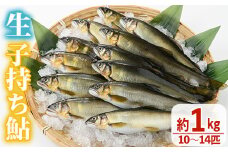 【北海道・離島不可】＜先行予約受付中！2025年10月～11月中旬の間に発送予定＞＜期間限定＞生子持ち鮎(約1kg・10～14匹) 鮎 冷蔵 子持ち鮎 生き〆 生きシメ 国産 門川町産 宮崎県産 塩焼き あゆ 川魚 養殖 香魚 期間限定 【ME-02】【米良水産】
