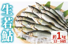 【北海道・離島不可】生若鮎(約1kg・12～16匹) 鮎 冷蔵 若鮎 生き〆 生きシメ 国産 門川町産 宮崎県産 塩焼き あゆ 川魚 養殖 香魚 期間限定 【ME-01】【米良水産】