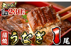 うなぎ 蒲焼 (約230g×1尾・山椒、タレ付き) 鰻 さんしょう 冷凍 かば焼き うな重 うな丼 ひつまぶし 小分け 土用 丑の日 中国産【AW-60】【丸正水産】