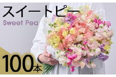 ＜先行予約受付中！2025年12月中旬以降順次発送予定＞門川町産スイートピーミックス(計100本・50本×2束) 花 フラワー ギフト 贈り物 プレゼント 常温 保存 宮崎県 門川町 期間限定【AL-1】【安田農園】