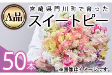 ＜先行予約受付中！2026年1月以降順次発送予定＞＜A品＞スイートピーミックス(50本)花 フラワー 切り花 植物 ギフト 贈り物 プレゼント インテリア 常温 保存 宮崎県 門川町【AL-3】【安田農園】