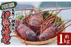 ＜数量限定・期間限定＞天然！門川町産活き伊勢海老(計1kg・約2～3尾)エビ えび 刺身 魚介 海鮮 朝獲れ 国産【O-4】【門川漁業協同組合】