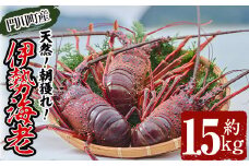 ＜数量限定・期間限定＞ 天然！門川町産活き伊勢海老(計1.5kg・約2～6尾)エビ えび 刺身 魚介 海鮮 朝獲れ 国産【O-6】【門川漁業協同組合】