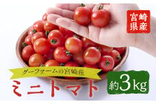 ＜先行予約受付中！2025年12月から順次発送予定＞＜期間限定＞ミニトマト(約3kg)野菜 とまと フルーツトマト サマー千果 アイコ サラダ 【GF-2】【グーファーム】