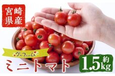 ＜先行予約受付中！2025年12月から順次発送予定＞＜期間限定＞ミニトマト(約1.5kg) 野菜 とまと フルーツトマト サマー千果 アイコ サラダ 【GF-4】【グーファーム】
