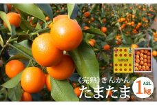 【TVで紹介されました!】 きんかん 糖度16度以上 たまたま 1kg A2L サイズ 【期間限定発送】 [農林産物直売所 美郷ノ蔵 宮崎県 美郷町 31ab0062] 金柑 キンカン きんかんたまたま 金柑たまたま 柑橘 果物 フルーツ