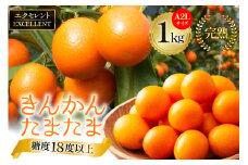 【期間限定発送】 糖度18度以上 きんかん 「たまたま エクセレント」 1kg A2Lサイズ [農林産物直売所 美郷ノ蔵 宮崎県 美郷町 31ab0064] 金柑 柑橘 果物 フルーツ 国産 九州産 宮崎県産 数量限定