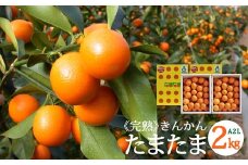 【TVで紹介されました!】 きんかん 糖度16度以上 たまたま A2L サイズ 1kg 2箱 計2kg 【期間限定発送】 [農林産物直売所 美郷ノ蔵 宮崎県 美郷町 31ab0063] 金柑 キンカン きんかんたまたま 金柑たまたま 柑橘 果物 フルーツ