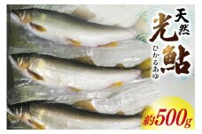 【数量限定】 宮崎県 美郷町 天然 鮎 約500g [小丸川天然鮎工房hikaru 宮崎県 美郷町 31af0005] 数量限定 あゆ アユ 急速 冷凍 宮崎県産 小丸川 送料無料